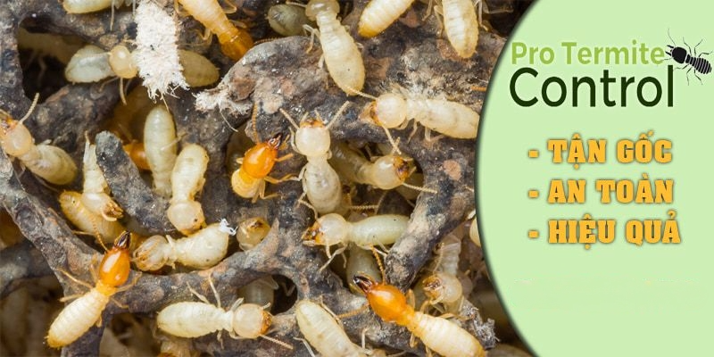 Dịch vụ diệt mối tại Quận Ho&agrave;n Kiếm: Giải ph&aacute;p tối ưu cho ng&ocirc;i nh&agrave; của bạn