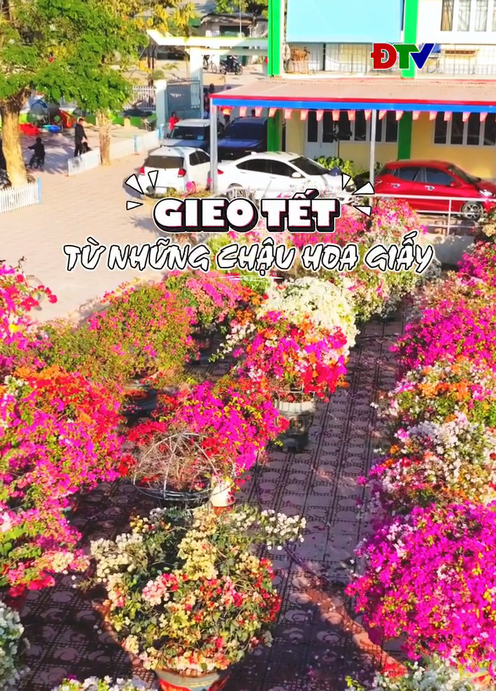 Gieo Tết từ những chậu hoa giấy