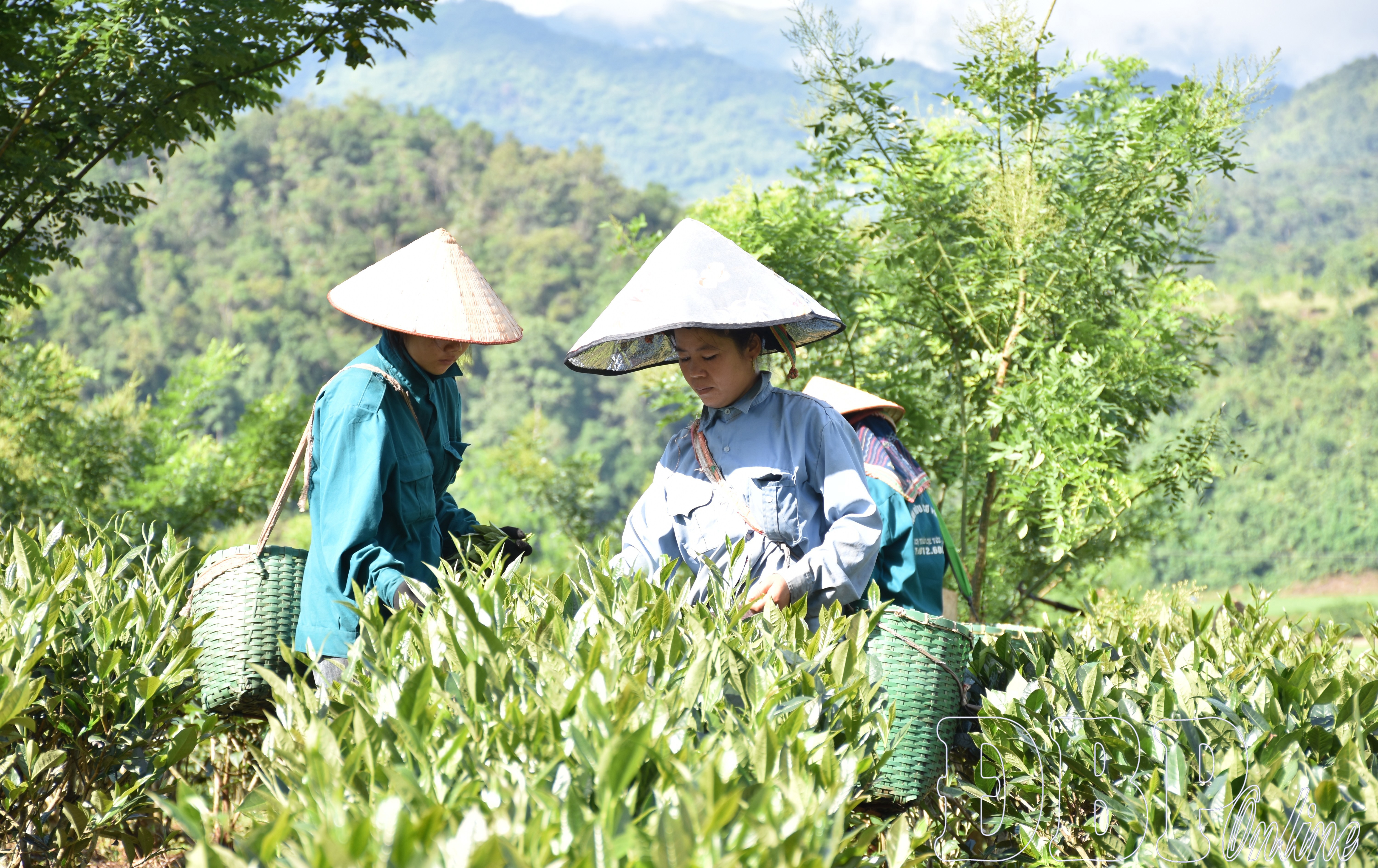 Nâng tầm giá trị nông sản Điện Biên