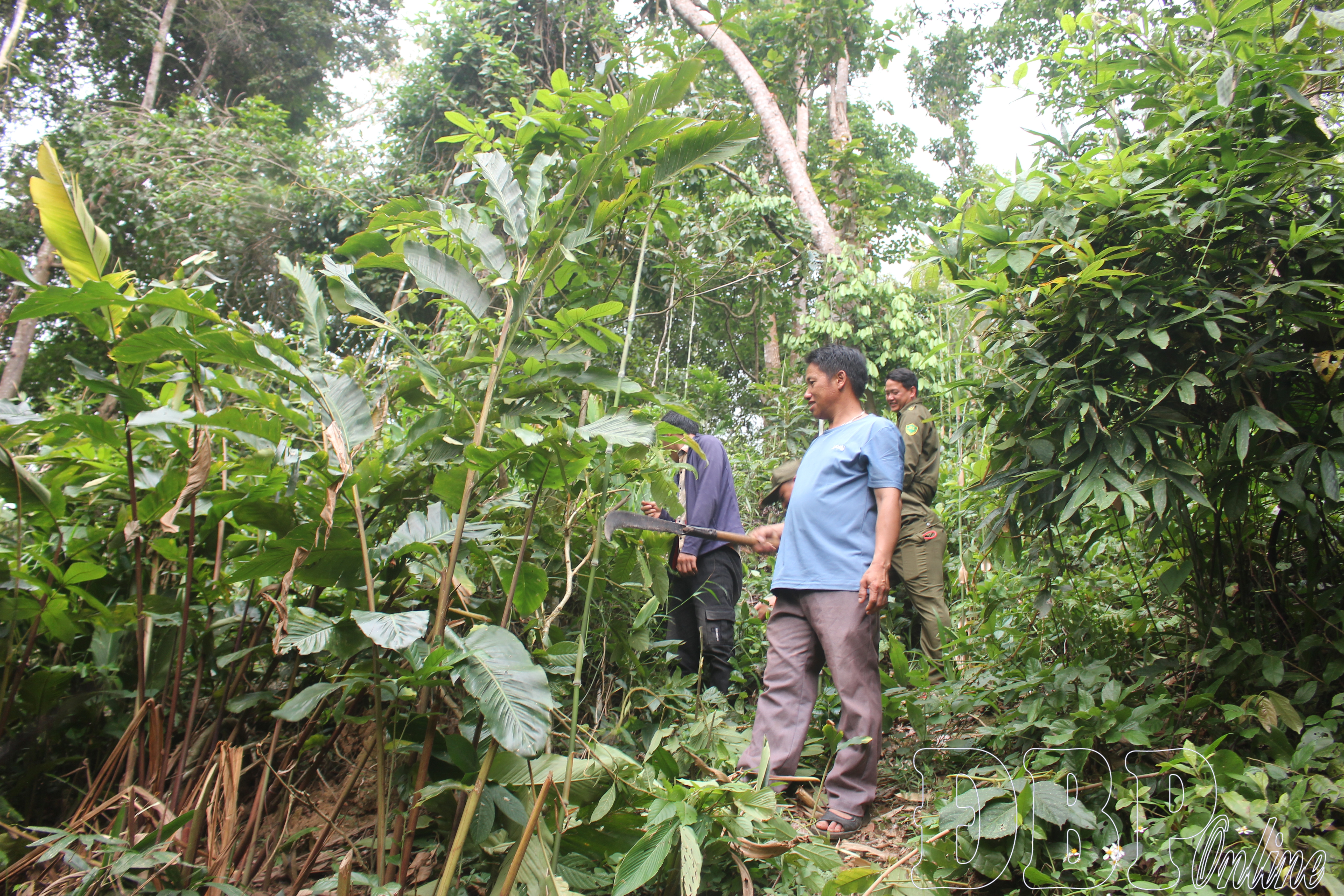 Chủ động phương &aacute;n ph&ograve;ng chống ch&aacute;y rừng