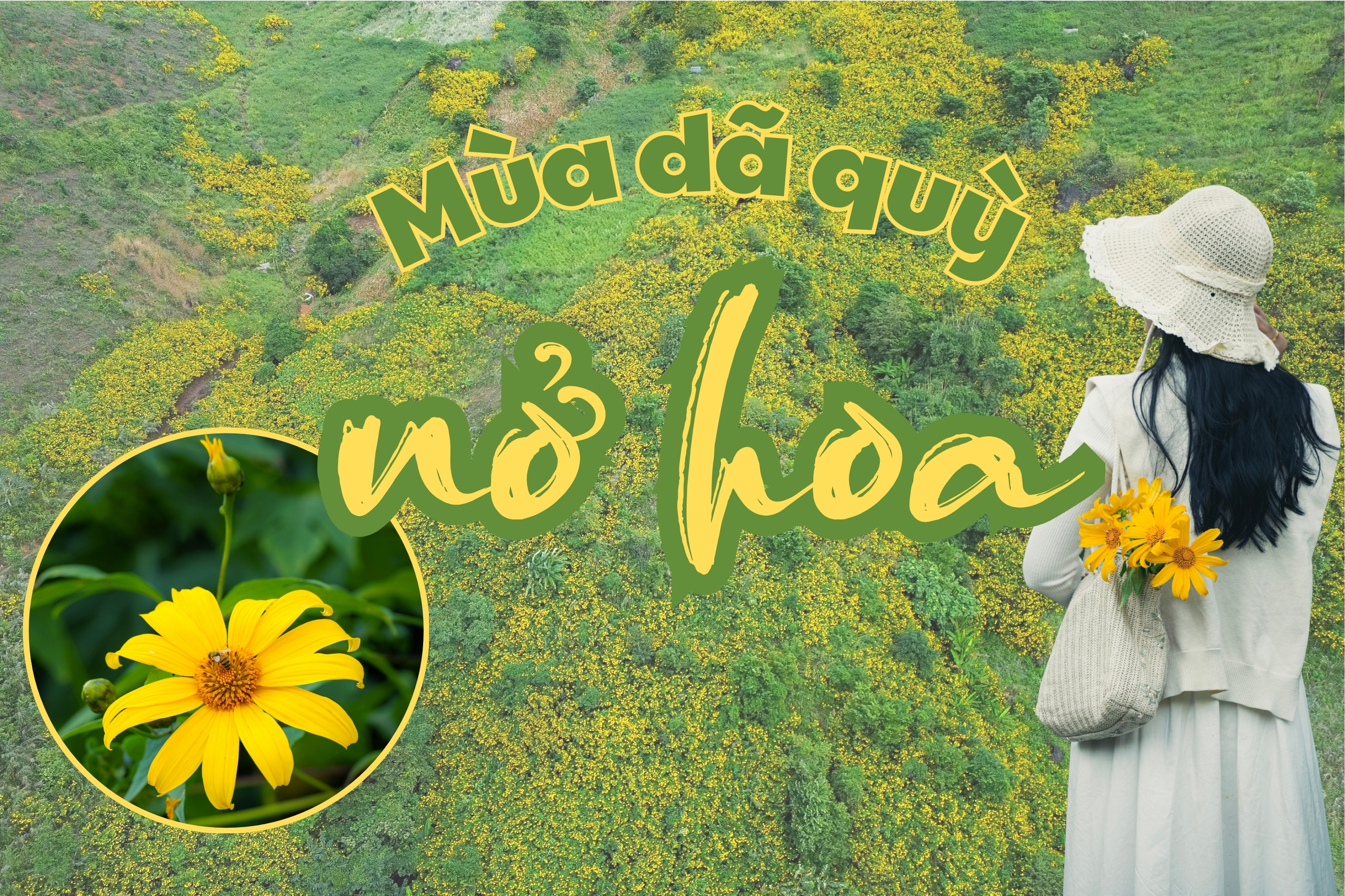 M&ugrave;a d&atilde; quỳ nở hoa