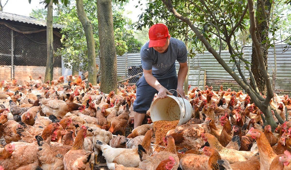 Ph&ograve;ng, chống dịch bệnh động vật thời điểm giao m&ugrave;a: Chủ động từ sớm, kiểm so&aacute;t từ gốc